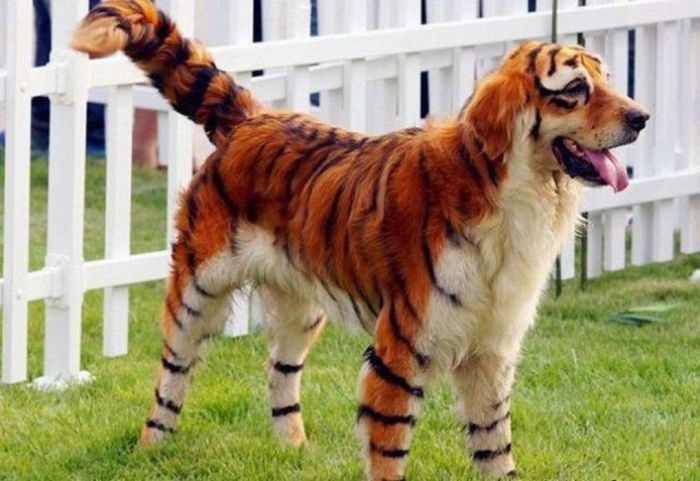 Things Your Eyes Can Only See In China (55 pics)