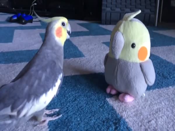 Parrot Confused With Toy Bird