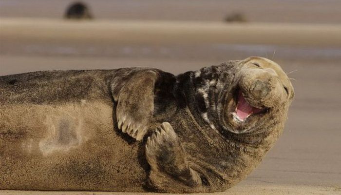 Pics Of Animals Smiling That Will Make You Smile (39 pics)