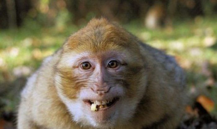 Pics Of Animals Smiling That Will Make You Smile (39 pics)
