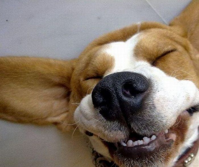 Pics Of Animals Smiling That Will Make You Smile (39 pics)
