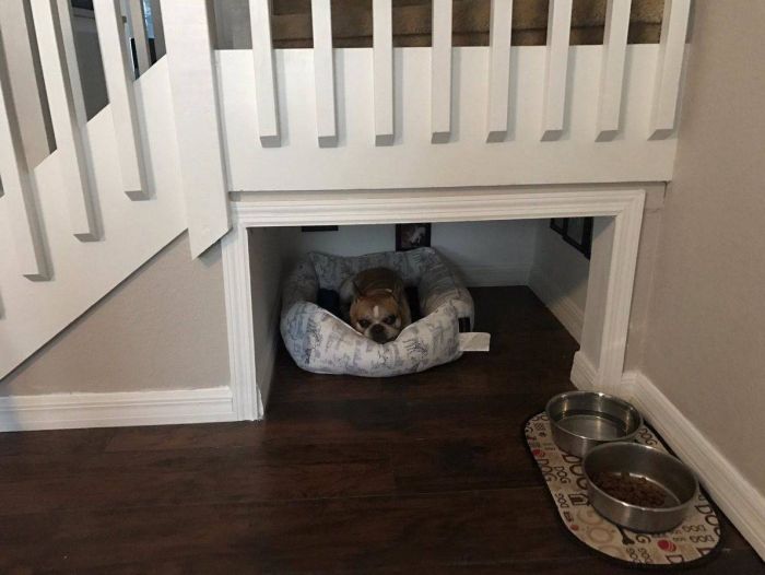 Dog Has A Room That Would Make Humans Jealous (4 pics)