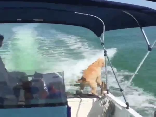 Excited Dog Meets A Dolphin