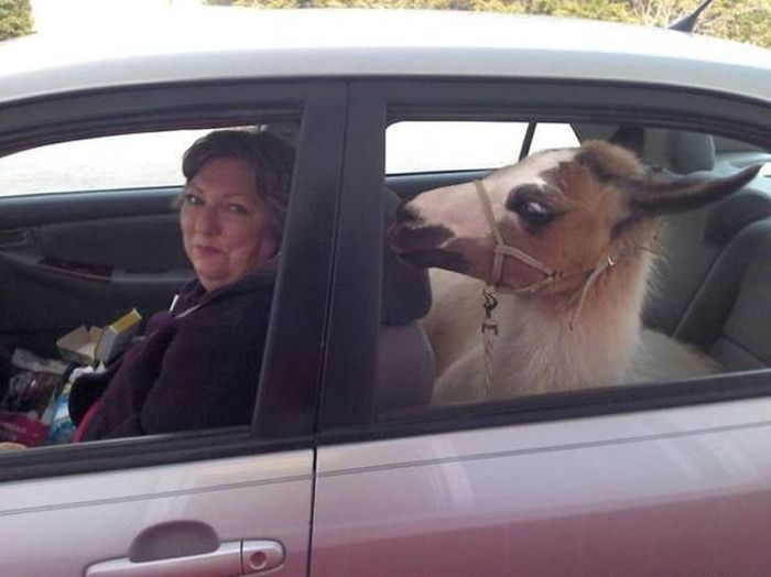 Acid Picdump (97 pics)