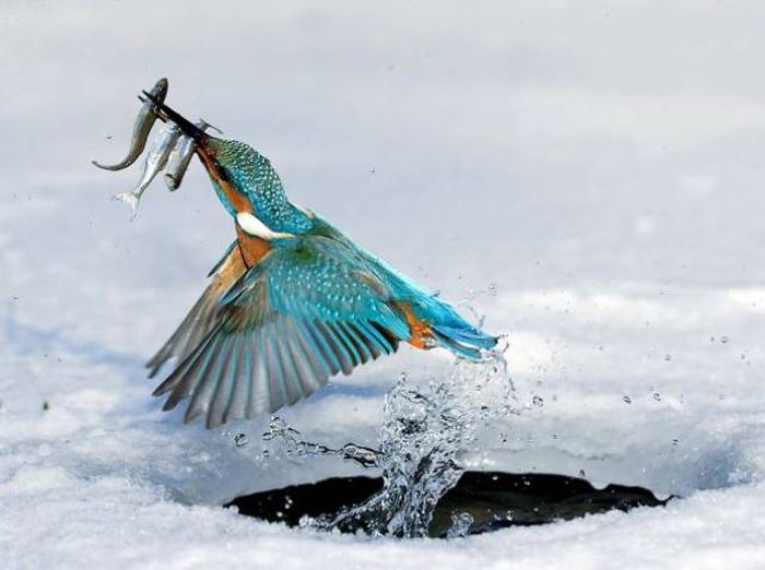 Acid Picdump (97 pics)
