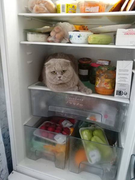Acid Picdump (97 pics)