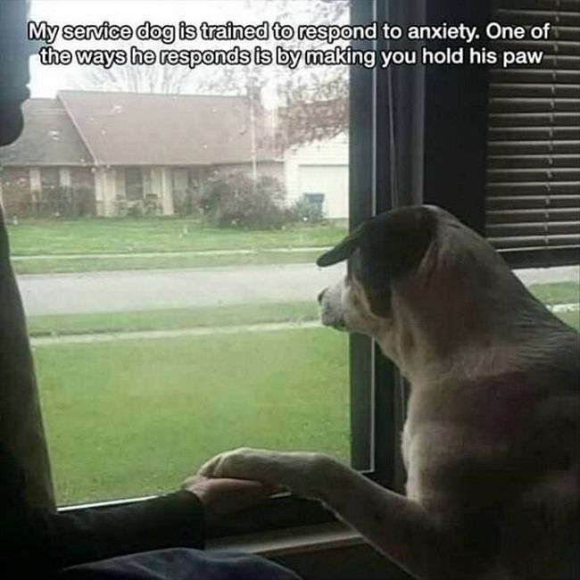 Pics That Will Tug At Your Heart Strings And Hit You In The Feels (17 pics)