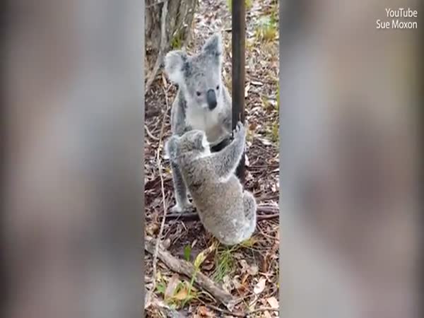 Koala Saves Joey From Barbed Wire Fence On Sunshine Coast