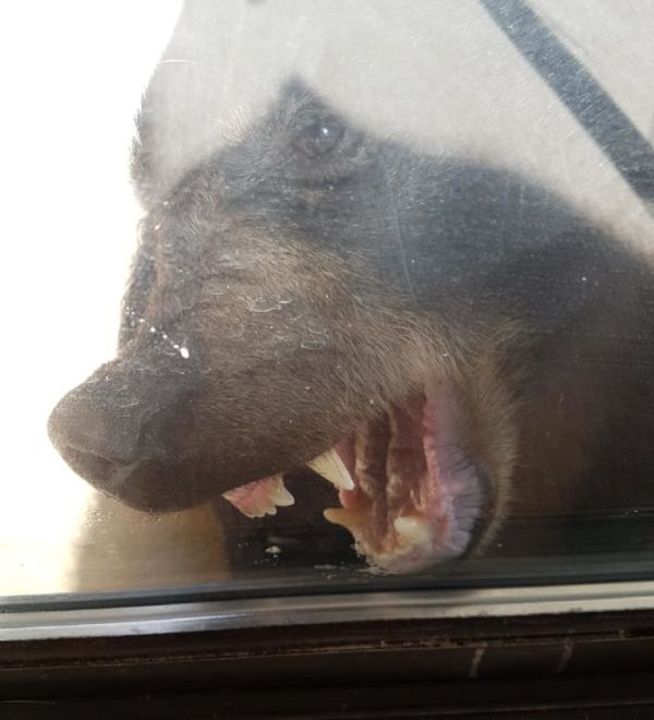 Bear Gets Punched In The Nose In British Columbia (3 pics)
