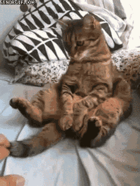 Acid Gifdump, August 21, 2017 (25 gifs)