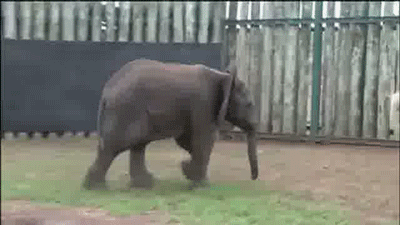 Acid Gifdump, August 21, 2017 (25 gifs)