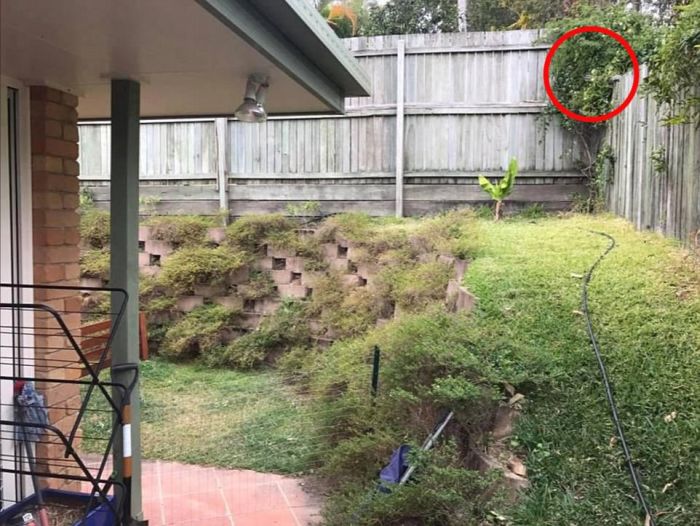 There's A Giant Snake Hiding In This Picture (3 pics)