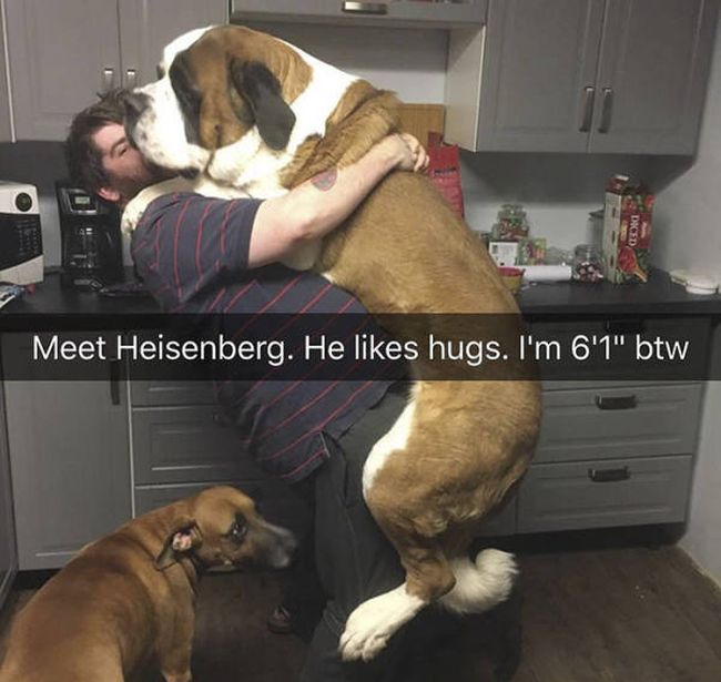 Snapchat Was Definitely Created For Dogs (35 pics)