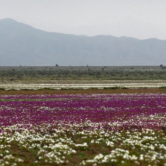 The Most Arid Desert In The World Is In Bloom (4 pics)