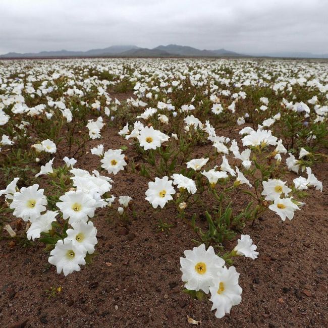 The Most Arid Desert In The World Is In Bloom (4 pics)