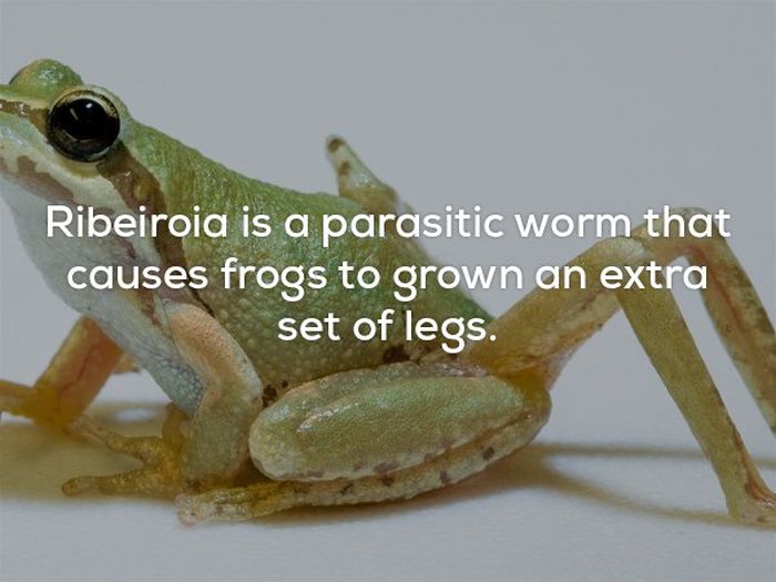Strange Facts That Will Creep You Out For Days (23 pics)