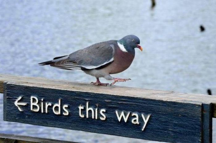 I Do What I Want. Part 85 (51 pics)