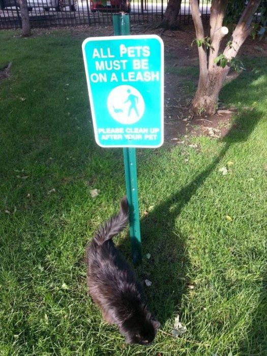 I Do What I Want. Part 85 (51 pics)