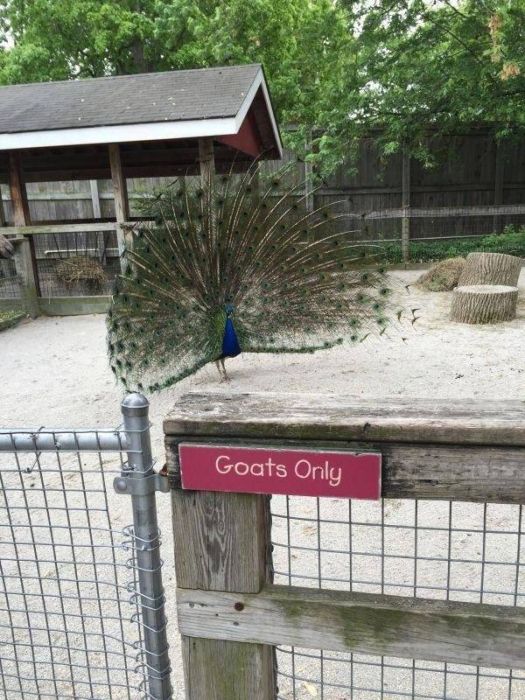I Do What I Want. Part 85 (51 pics)