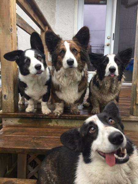 These Animals Are Clearly Broken (28 pics)