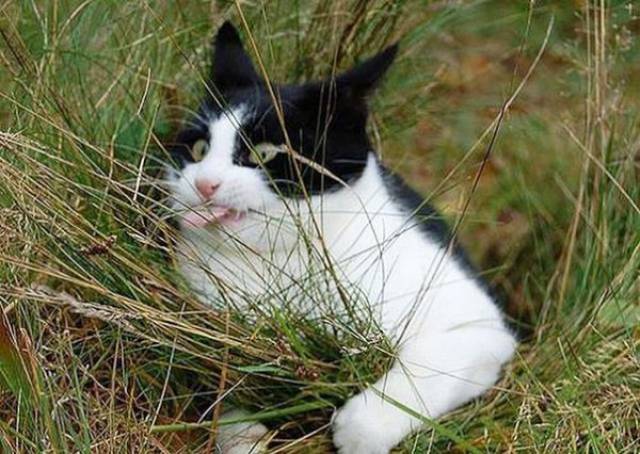 These Animals Are Clearly Broken (28 pics)