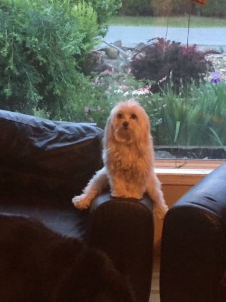 These Animals Are Clearly Broken (28 pics)