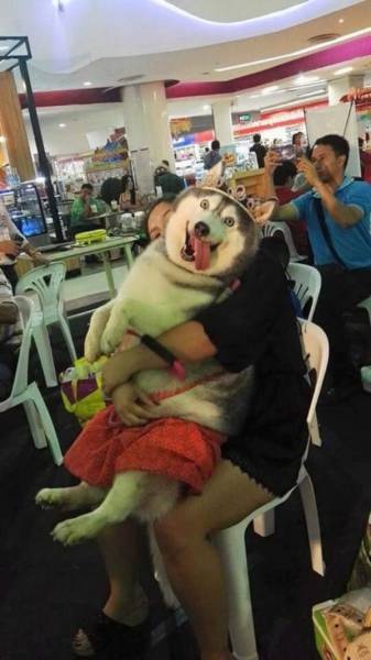 These Animals Are Clearly Broken (28 pics)