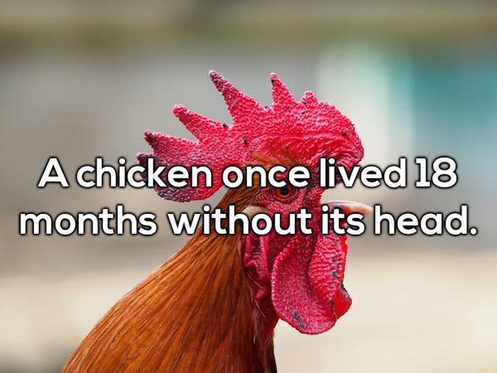 Facts That Sound Fake But Are Actually True (22 pics)