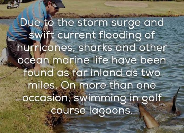 Facts That Will Help You Learn More About Hurricanes (16 pics)