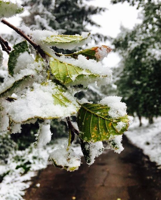 Photos Of August Snowfall In Yakutia (16 pics)