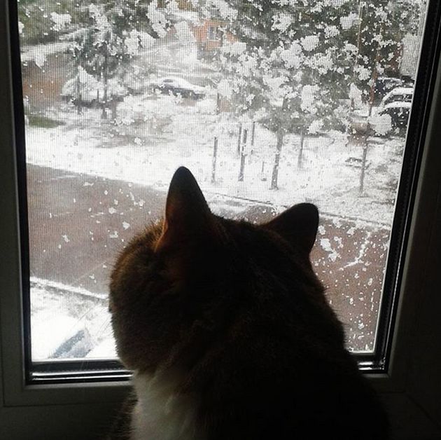 Photos Of August Snowfall In Yakutia (16 pics)