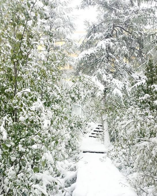 Photos Of August Snowfall In Yakutia (16 pics)