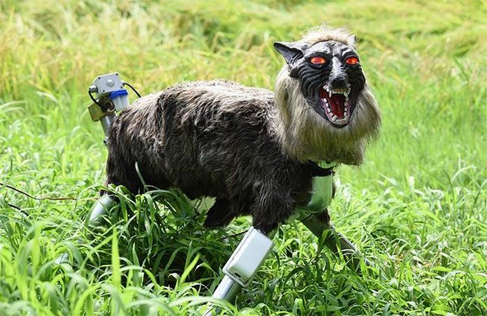 Wolf Robot Protects Farmer's Crops (4 pics + video)