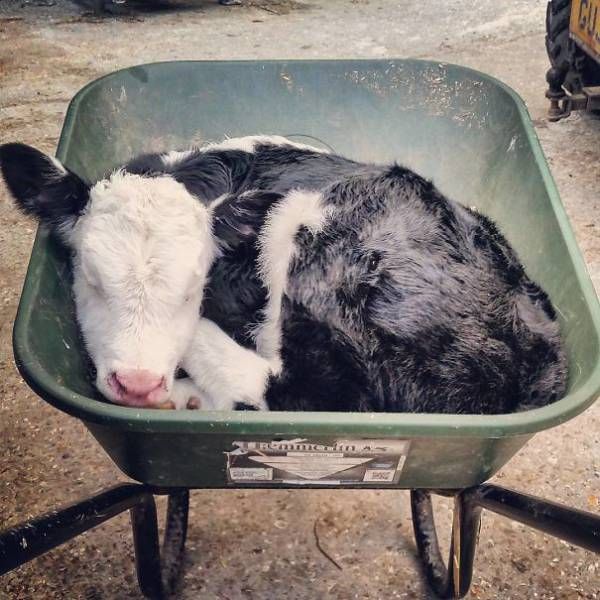 Cows Actually Make Great Pets If You Give Them A Chance (35 pics)