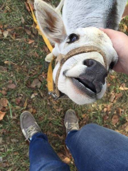 Cows Actually Make Great Pets If You Give Them A Chance (35 pics)