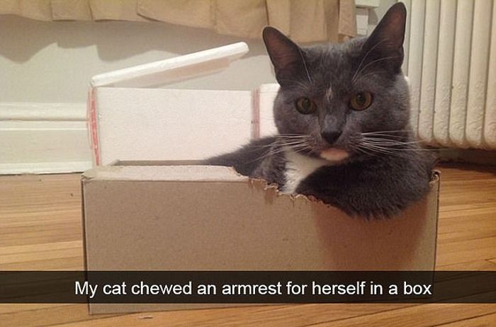 Snapchat Photos That Prove Cats Are Hilarious (29 pics)