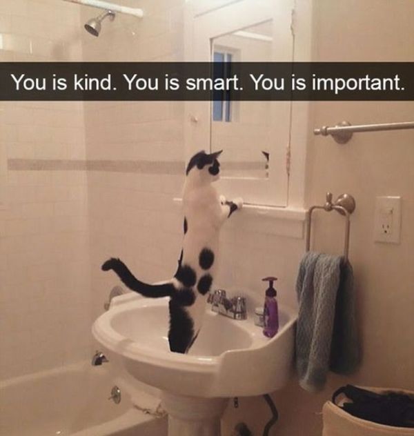 Snapchat Photos That Prove Cats Are Hilarious (29 pics)