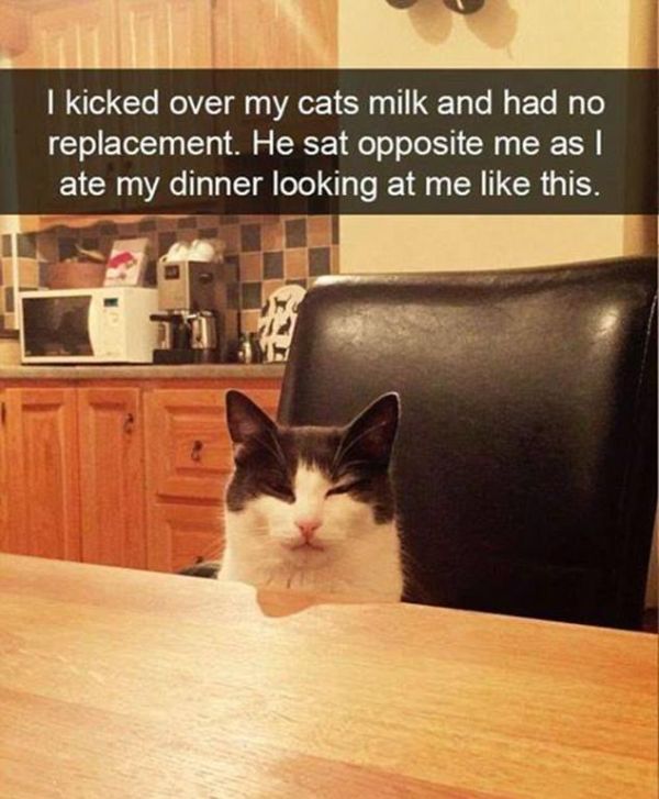 Snapchat Photos That Prove Cats Are Hilarious (29 pics)