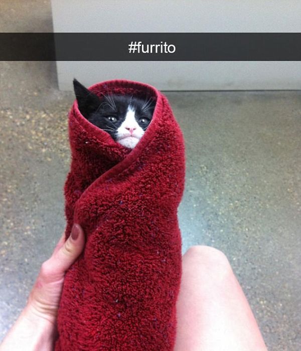 Snapchat Photos That Prove Cats Are Hilarious (29 pics)