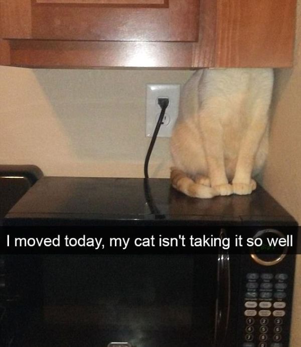 Snapchat Photos That Prove Cats Are Hilarious (29 pics)