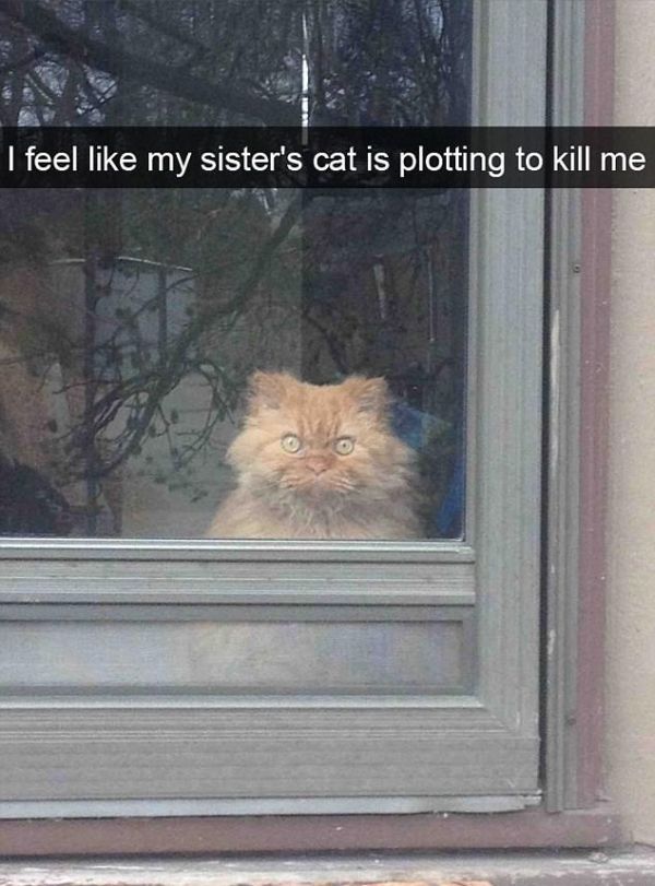 Snapchat Photos That Prove Cats Are Hilarious (29 pics)
