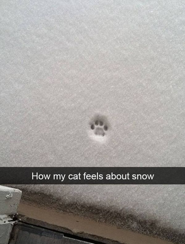 Snapchat Photos That Prove Cats Are Hilarious (29 pics)