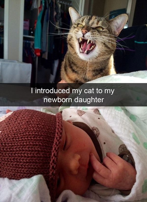 Snapchat Photos That Prove Cats Are Hilarious (29 pics)