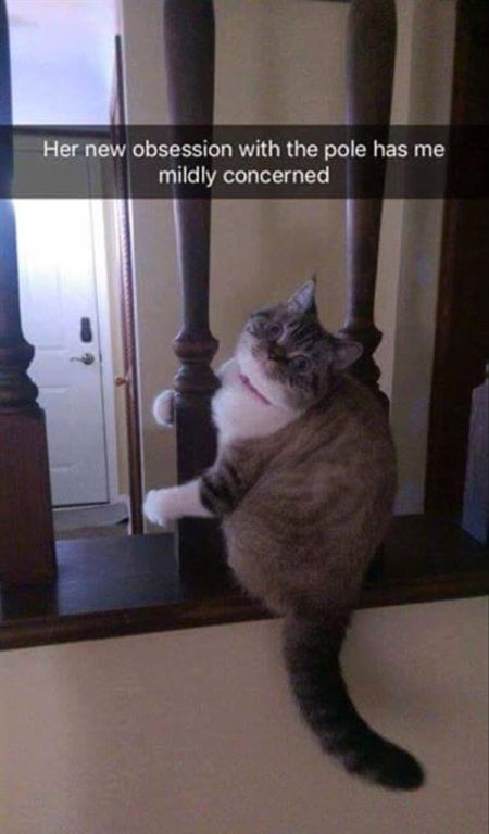 Snapchat Photos That Prove Cats Are Hilarious (29 pics)