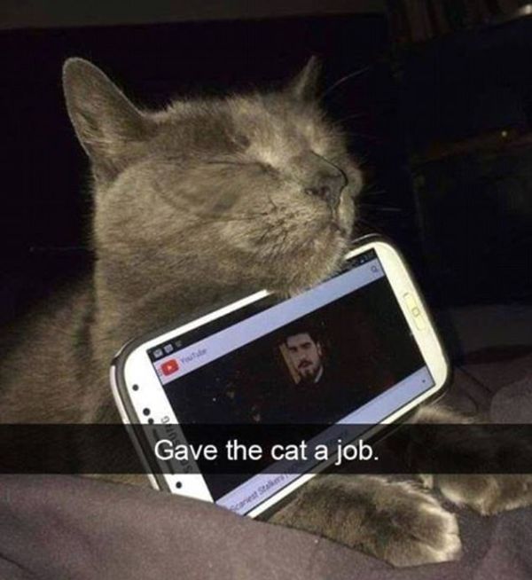 Snapchat Photos That Prove Cats Are Hilarious (29 pics)