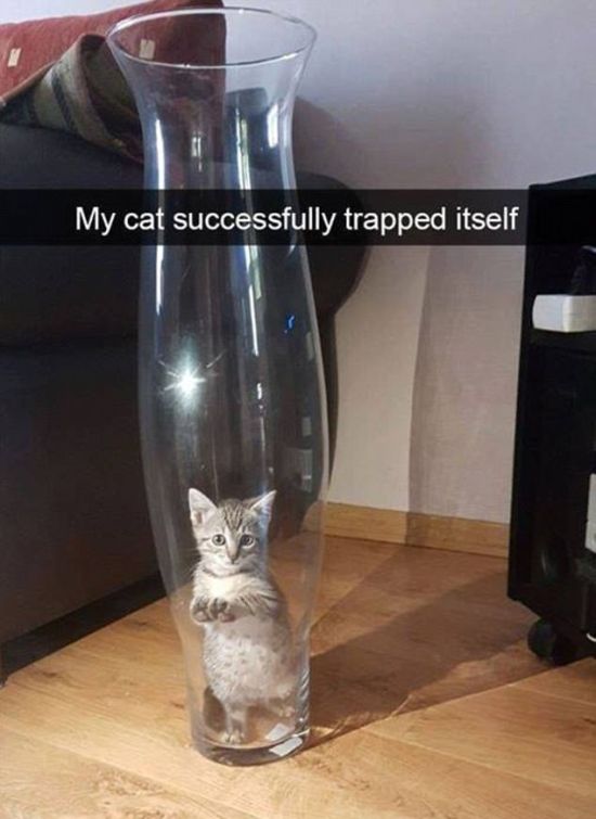 Snapchat Photos That Prove Cats Are Hilarious (29 pics)