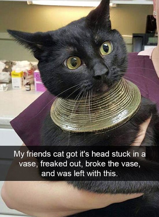 Snapchat Photos That Prove Cats Are Hilarious (29 pics)