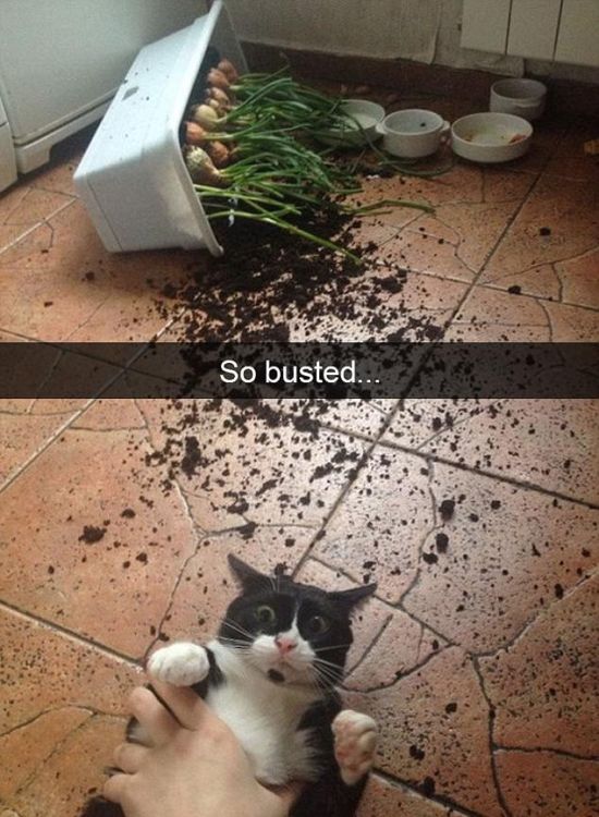 Snapchat Photos That Prove Cats Are Hilarious (29 pics)