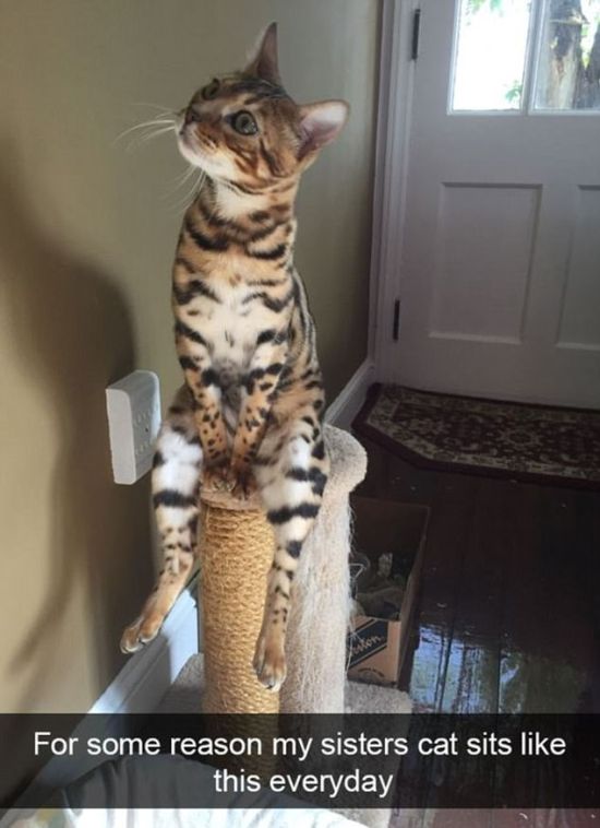 Snapchat Photos That Prove Cats Are Hilarious (29 pics)