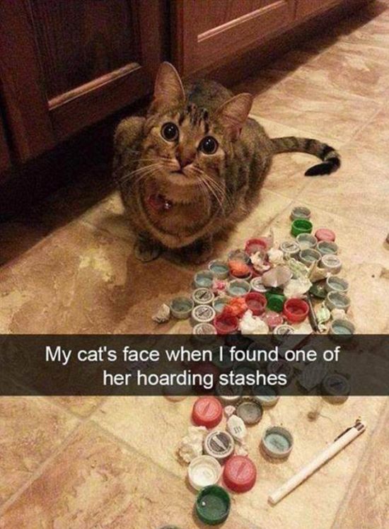 Snapchat Photos That Prove Cats Are Hilarious (29 pics)